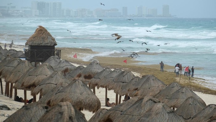 Rumput Laut Serbu Pantai Cancun, Pekerja Berjuang Bersihkan Garis Pantai A tourist stands in the water at a beach covered with sargassum seaweed during its season, in Cancun, Mexico June 4, 2025. REUTERS/Paola Chiomante