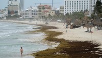 Tumpukan rumput laut sargassum menutupi garis Pantai Cancun, Meksiko, saat musim puncaknya tiba. Foto: REUTERS/Paola Chiomante