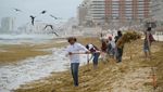 Rumput Laut Serbu Pantai Cancun, Pekerja Berjuang Bersihkan Garis Pantai