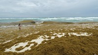 Seorang turis mengarungi air di pantai yang dipenuhi rumput laut sargassum selama musimnya, di Cancun, Meksiko. Foto: REUTERS/Paola Chiomante
