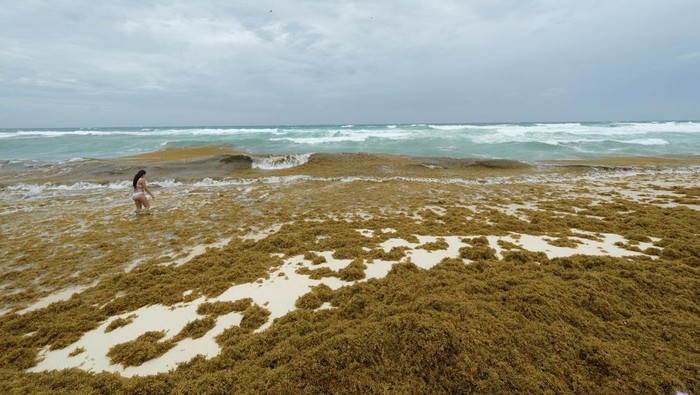 A tourist stands in the water at a beach covered with sargassum seaweed during its season, in Cancun, Mexico June 4, 2025. REUTERS/Paola Chiomante