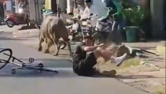 Seekor kerbau kurban lari menabrak pesepeda di Jalan Sunan Kudus, Minggu (8/6/2025).