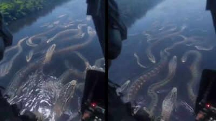 Video AI Anaconda