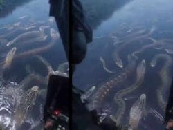 Viral! Sungai Penuh Anaconda Dilihat dari Helikopter, Asli atau AI?