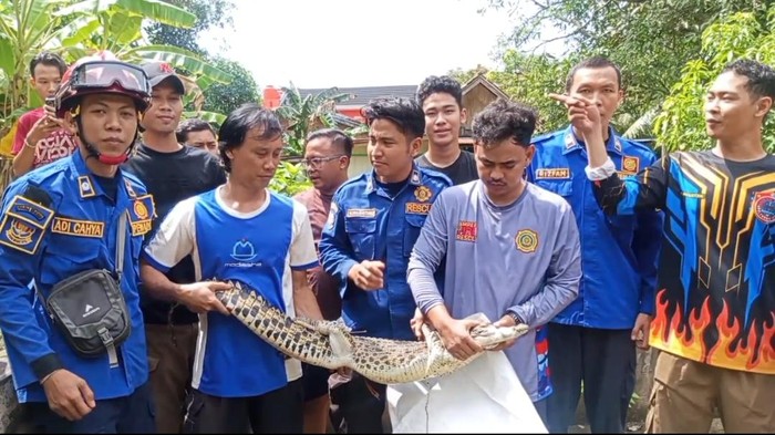 Warga menangkap buaya 1,5 meter yang diduga kerap memangsa ternak warga di Palembang