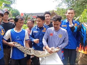 Buaya 1,5 Meter yang Diduga Kerap Makan Ternak Warga di Palembang Ditangkap