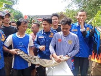 Buaya 1,5 Meter yang Diduga Kerap Makan Ternak Warga di Palembang Ditangkap