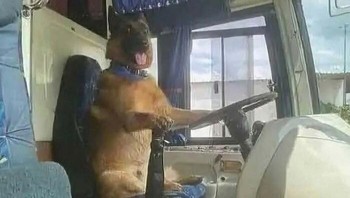 Hati-hati pak supir. Foto: Bored Panda