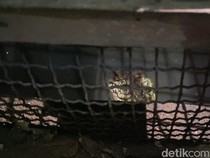 Pria Surabaya Piara Buaya 6 Tahun, Kini Panjangnya 2 Meter