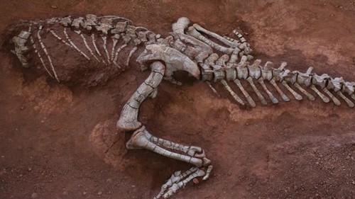 Fosil kerangka Xingxiulong yueorum dinosaurus herbivora raksasa yang ditemukan di China.