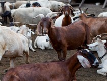 Hewan Kurban Belum Mati Setelah Disembelih Dagingnya Haram atau Halal?