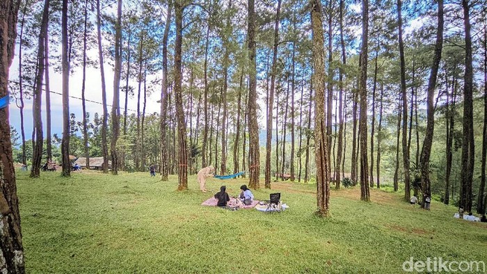 Hutan Pinus Darmacaang Hill, tempat favorit untuk healing di Ciamis.