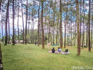 Hutan Pinus Darmacaang Tempat Healing Paling Nyaman di Ciamis