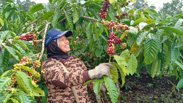 Nestle Memberdayakan Petani Kopi Indonesia melalui Praktik Berkelanjutan