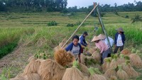Petani mengaku, dengan menggunakan pupuk organik cair yang disebarkan oleh drone membuat hasil pemupukan lebih merata sehingga membuat hasil panen membaik dan minim serangan hama tikus. Foto: ANTARA FOTO/NYOMAN HENDRA WIBOWO