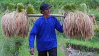 Desa Jatiluwih, yang terkenal dengan keindahan terasering sawahnya, kini juga dikenal sebagai contoh penggunaan teknologi modern dalam pertanian. Foto: ANTARA FOTO/NYOMAN HENDRA WIBOWO