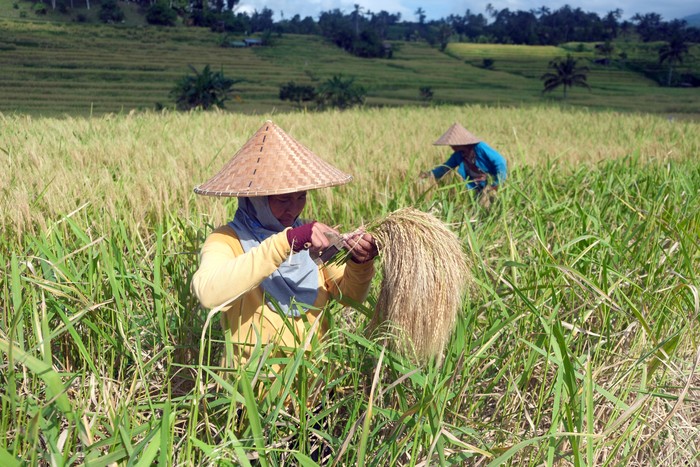 Petani memanen padi beras merah hasil pemupukan dengan menggunakan teknologi drone saat tradisi panen raya di Desa Jatiluwih, Tabanan, Bali, Senin (9/6/2025). Petani mengaku, dengan menggunakan pupuk organik cair yang disebarkan oleh drone membuat hasil pemupukan lebih merata sehingga membuat hasil panen membaik dan minim serangan hama tikus. ANTARA FOTO/Nyoman Hendra Wibowo/bar
