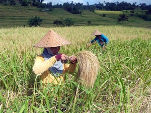 Hari Tani Nasional: Saatnya Menghargai Petani Lewat Setiap Suapan Nasi