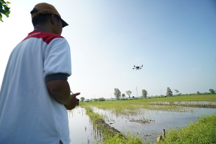 Pemupukan sawah menggunakan drone