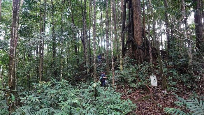 Penemuan dua spesies baru begonia di Kalimantan.