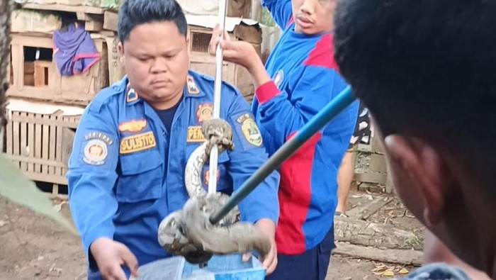 Petugas Damkar saat mengevakuasi ular sanca 3 meter yang makan ternak warga di PALI