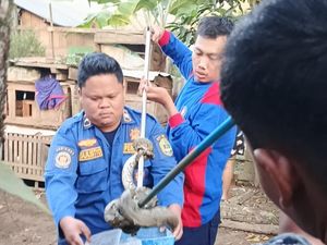 Ular Sanca 3 Meter Makan Ternak Warga di PALI, Dievakuasi Petugas Damkar