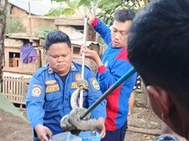 Ular Sanca 3 Meter Makan Ternak Warga di PALI, Dievakuasi Petugas Damkar