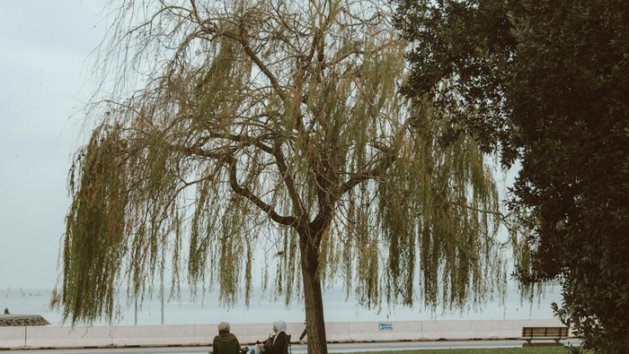 7 Jenis Tanaman yang Dapat Membantu Mencegah Banjir