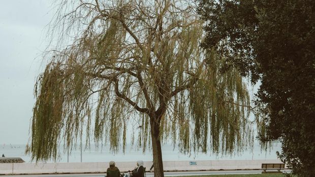 pohon willow atau dedalu pohon willow atau dedalu