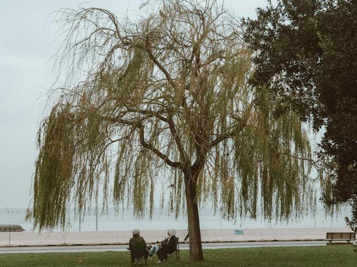 pohon willow atau dedalu