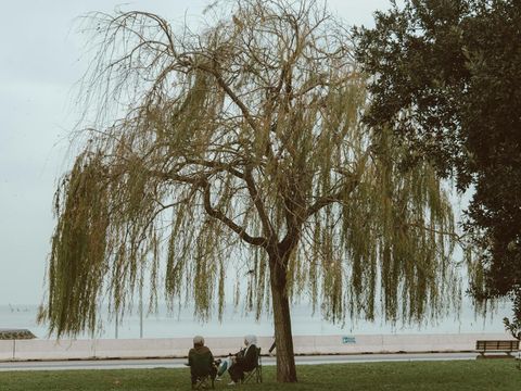 pohon willow atau dedalu