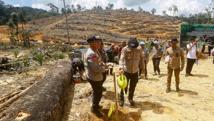 Polda Riau membongkar kasus perambahan hutan di HPT Hutan Lindung Si Abu, Kabupaten Kampar. Lokasi yang terdampak ditanami pohon kembali, pada Senin (7/6/2025).