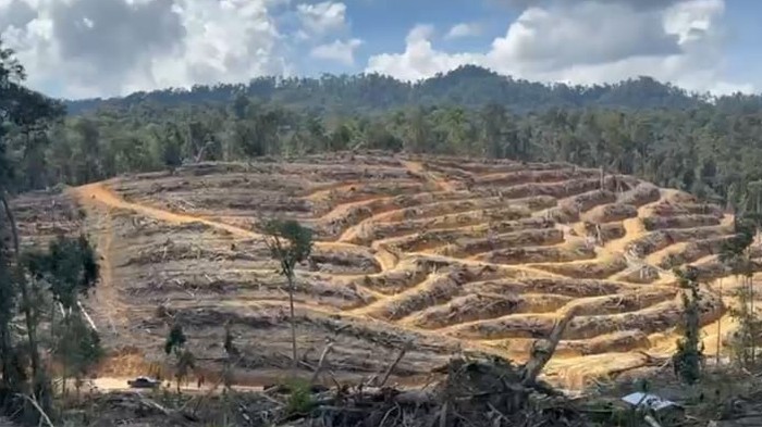 Potret lahan seluas sekitar 60 Ha di HPT dan Hutan Lindung Si Abu, Kampar, Riau, rusak akibat perambahan. Empat tersangka dijerat di kasus ini.