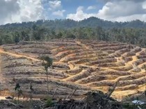Video: Menyusuri Hutan Lindung Siabu Riau yang Botak Akibat Perambahan