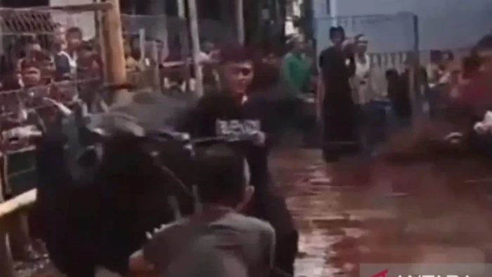 Tiga orang warga mengalami luka akibat sapi kurban terlepas dan mengamuk di Cipayung, Jakarta Timur. Sapi kurban itu mengamuk saat akan disembelih. (Foto: Antara)