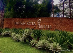 Menikmati Indahnya Hamparan Hutan Kota GBK