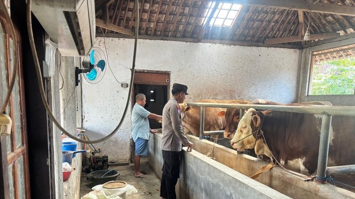 Anggota Polresta Banyuwangi memantau pengembangan peternakan sapi.