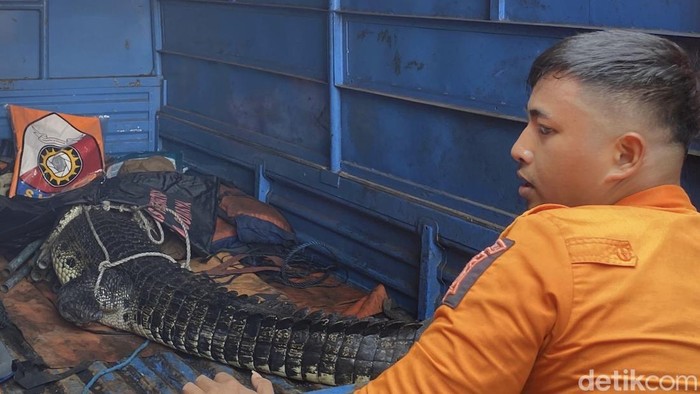 Evakuasi buaya 2 meter peliharaan warga Surabaya
