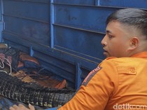 Begini Nasib Buaya 2 Meter Milik Pria Surabaya Setelah Dievakuasi