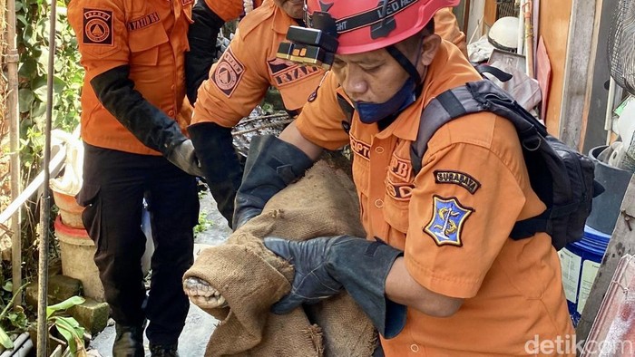 Evakuasi buaya 2 meter peliharaan warga Surabaya