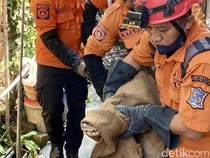 Kisah Warga Surabaya Menyerah Usai Pelihara Buaya Coki Selama 6 Tahun
