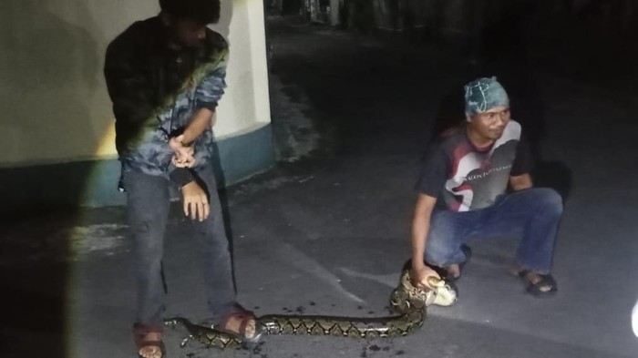 Penampakan ular piton sepanjang 2,5 meter yang dievakuasi di Jomboran, Klaten, Selasa, Selasa (10/6/2025).