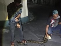Mangsa Ayam, Piton 2,5 Meter di Jomboran Klaten Ditangkap