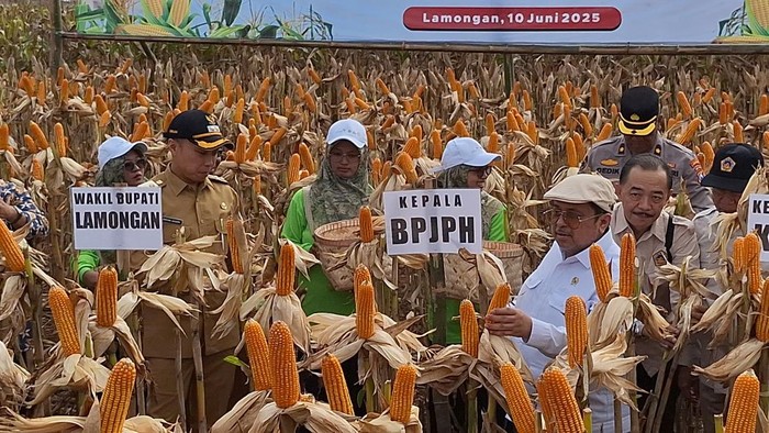 Panen jagung hasil rekayasa genetik di lahan pertanian Desa Banyubang, Kecamatan Solokuro, Lamongan