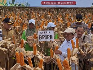 Tak Perlu Sertifikat, Jagung Rekayasa Genetik di Lamongan 100% Halal
