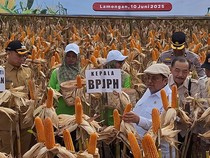 Tak Perlu Sertifikat, Jagung Rekayasa Genetik di Lamongan 100% Halal