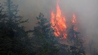 Kebakaran hutan yang melanda British Columbia menyebabkan kekhawatiran besar di antara penduduk lokal. REUTERS/Jesse Winter