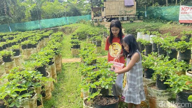 Keseruan anak-anak saat memetik stroberi langsung di kebun Sukabumi