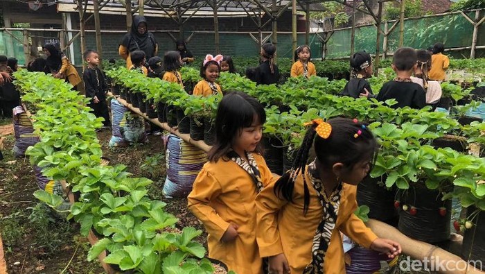 Keseruan anak-anak saat memetik stroberi langsung di kebun Sukabumi