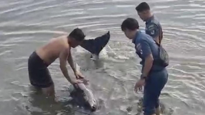 Lumba-lumba yang ditemukan terdampar dalam kondisi penuh luka di pesisir pantai Kabupaten Kepulauan Selayar.